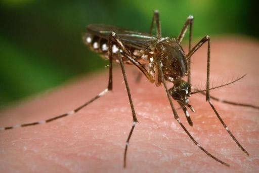 Wanasayansi Uganda watengeneza Mbu wa kuzuia Malaria