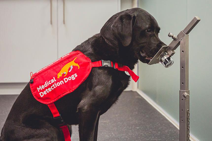 Mbwa ana uwezo wa kugundua magonjwa kwa wanadamu