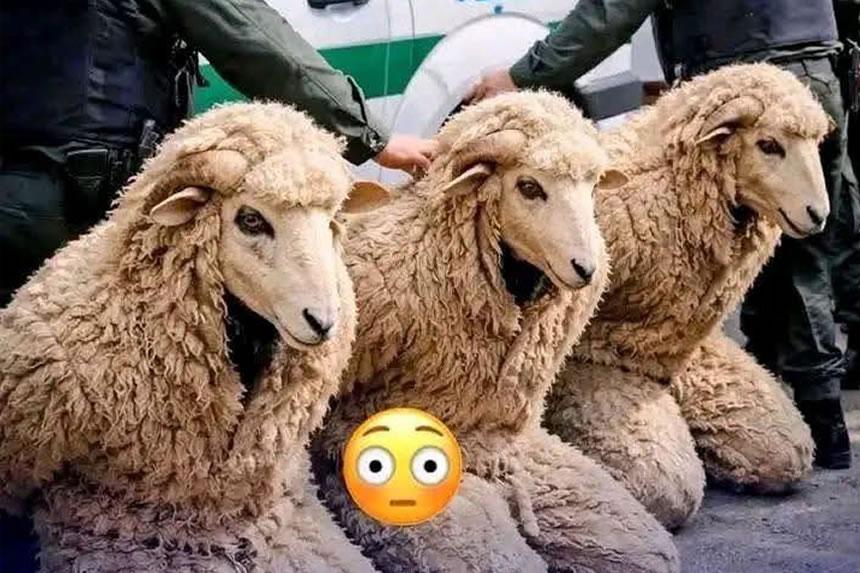 Wadakwa kwa kutaka kuingia Spain wakijitia kondoo