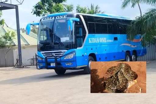 Basi la Tanzania lakamatwa likiwa na chatu Kenya