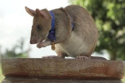 Panya Magawa ajengewa sanamu Cambodia
