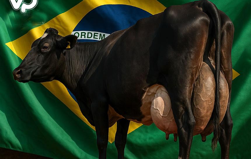 Ng'ombe aweka rekodi kwa kuzalisha lita 343 za maziwa kwa siku 3