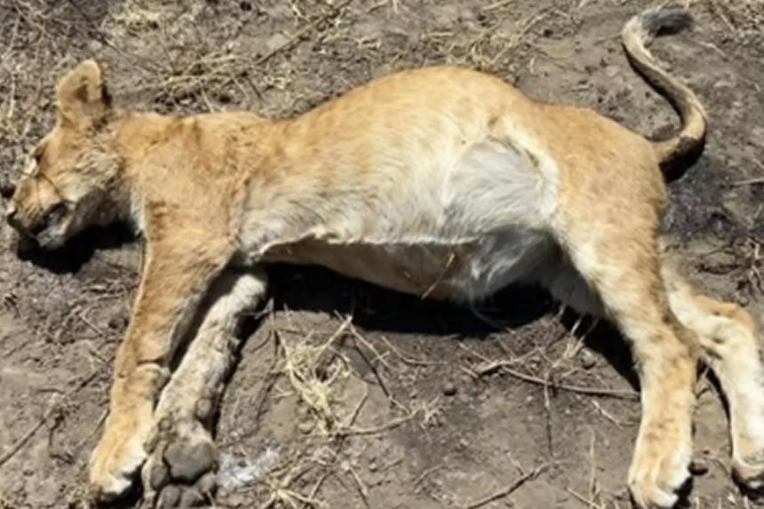 Simba 10 wauawa kwa Sumu Ngorongoro