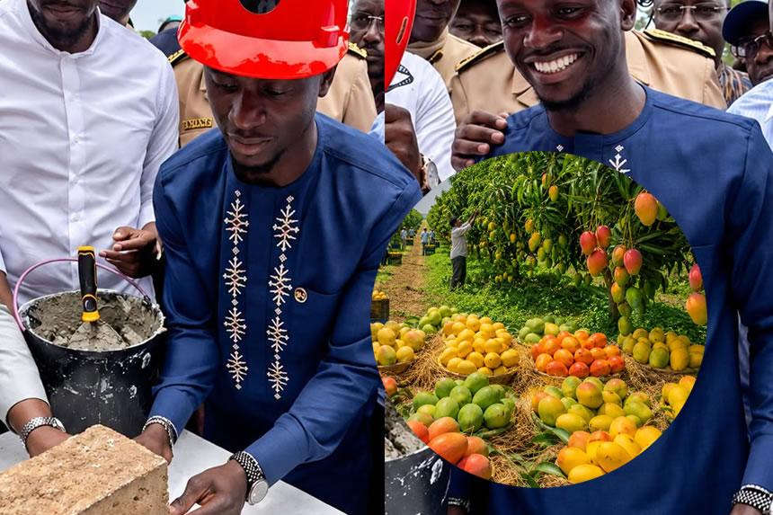 Sadio Mané amwaga Bilioni 55 kwenye kilimo cha maembe kijijini kwao